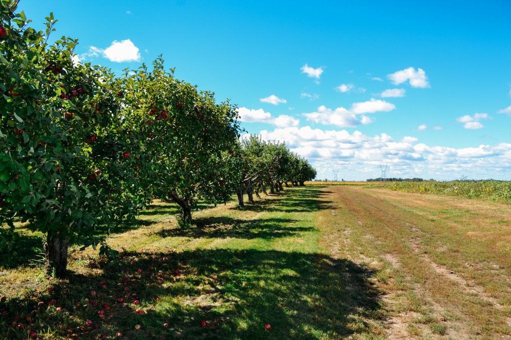 Apple Orchard-8