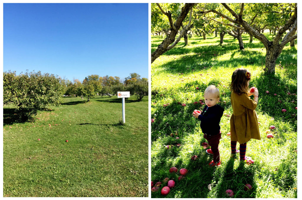 family apple orchard